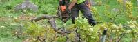 The Adelaide Tree Surgery - Stump Grinding image 5